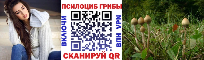 Галлюциногенные грибы Psilocybine cubensis  Купить закладки  Катайск 